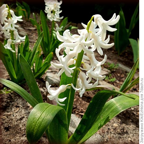 Моим   сиреневым  нравится  листовая  рыхлая   почва, но туда  животных заселили... Так  что Гиацинтам   сиреневым  не  повезло...не повезло!