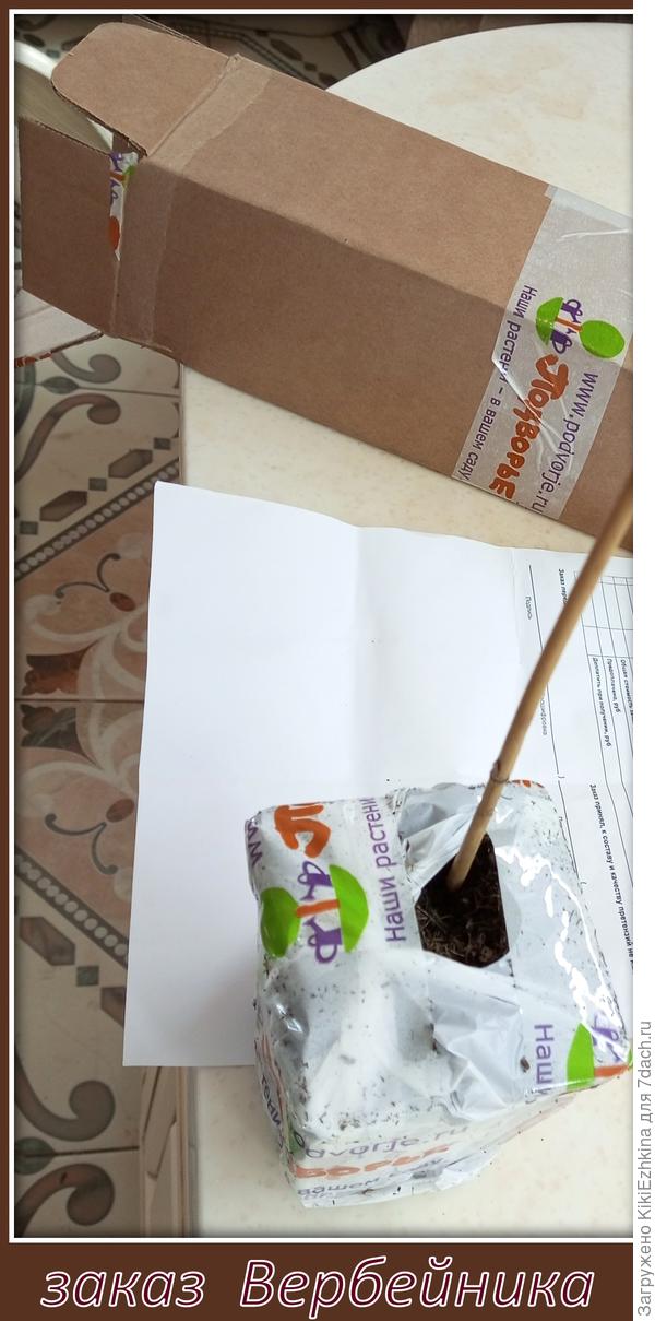 Вербейник   приехал в  Анабиозе...  Сразу  начала поливать...