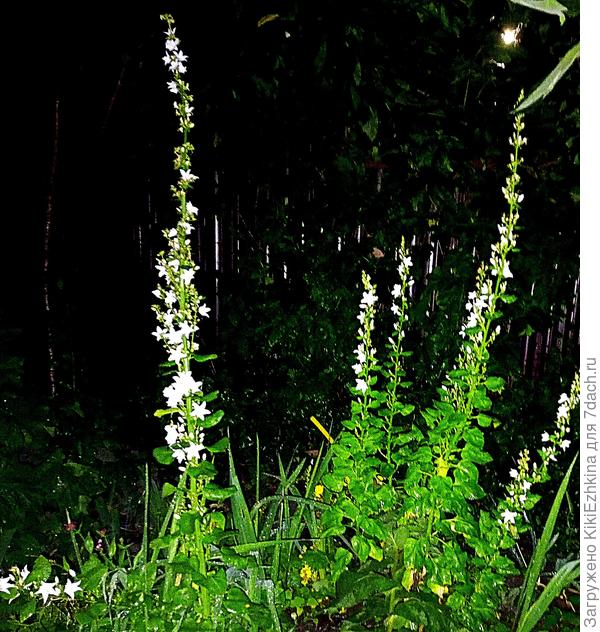 Вот такой  пирамидальный  колокольчик вырос под 2 м высотой...