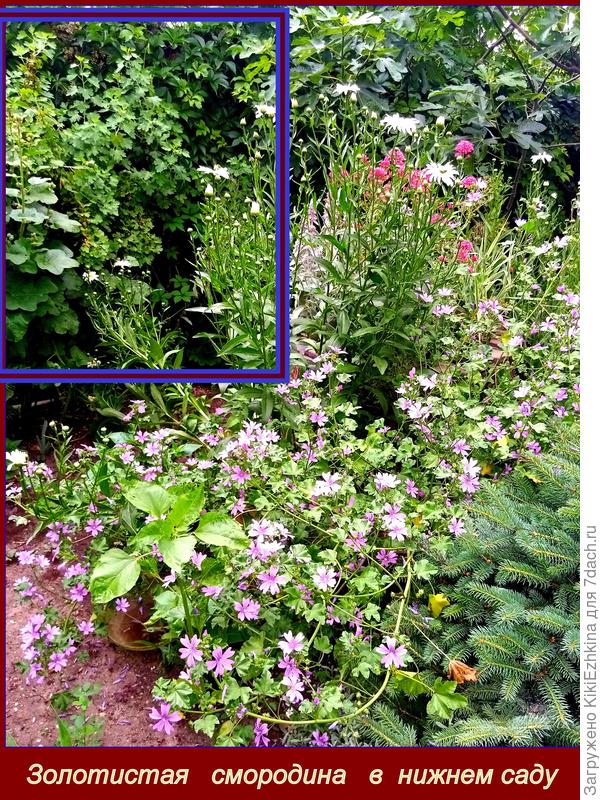 Золотистая  смородина у нас в саду  несёт  чисто декоративную  функцию...