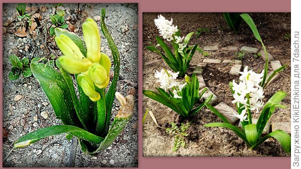 В нашем саду  и на нашей  почве действительно всем нелегко, однако некоторые начинают привыкать :)