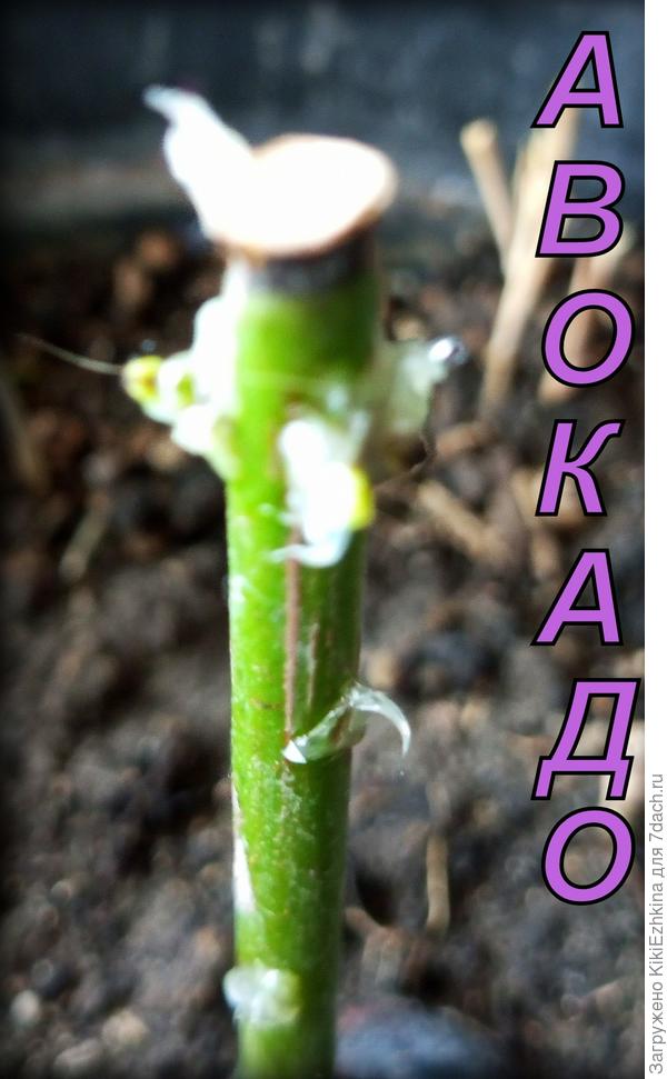 Мой опыт  показал: нельзя  пренебрегать ни одним из правил: надо было срез замазать садовым варом!