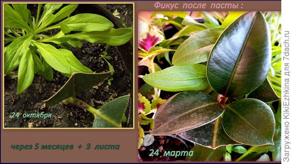 Как  полезно фотографировать! На фото стало заметно : ближний лист весь в точках- кто-то его точит, снова надо брызгать  отравой!