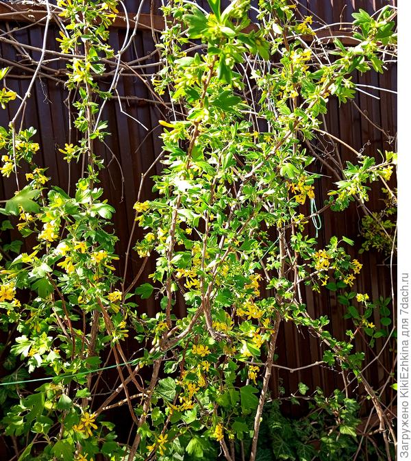 Этот куст молоденький, а  в верхнем саду - большой старый  куст...
