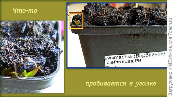 Сегодня  увидела зелёный  кончик ростка и несказанно обрадовалась: с  трудом  поверила,что это  пробудился мой Вербейник!