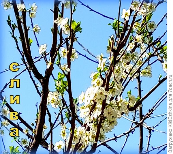 А в  нашем саду  молодая  Слива  цветёт!