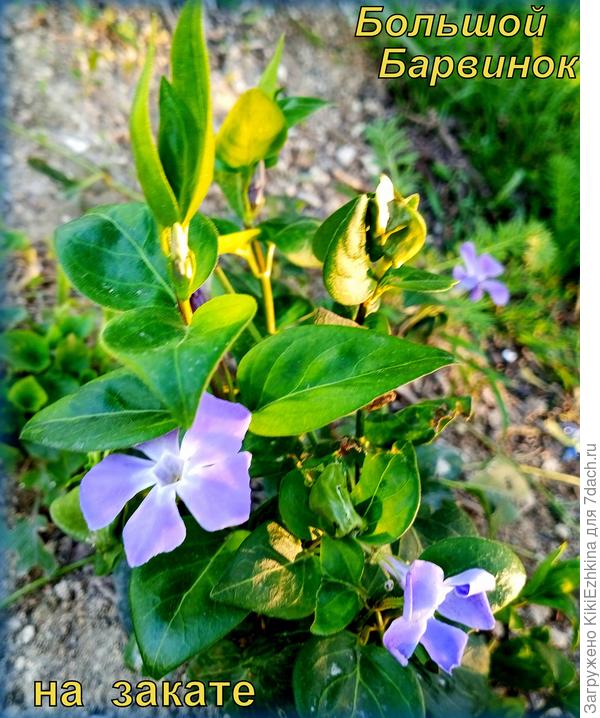 Барвинок  севастопольский  всем для  отличного настроения!