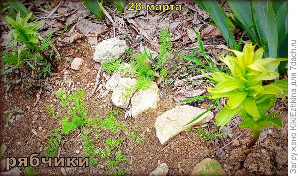 Рябчик  императорский... Две луковки...