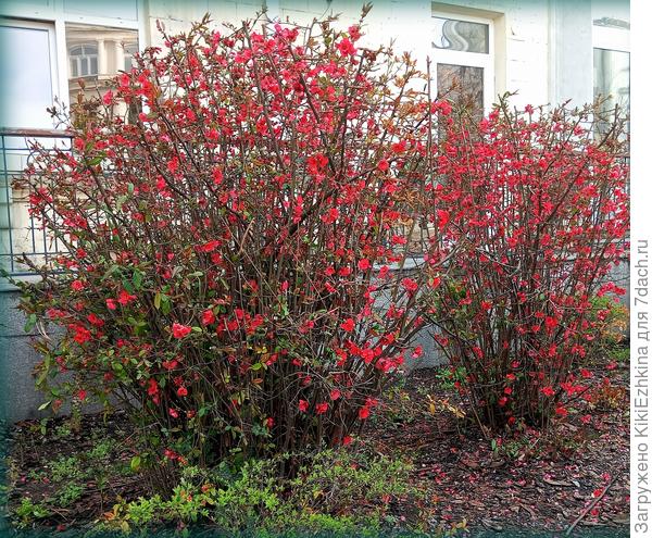 На  Большой  Морской  цветёт Айва  японская...