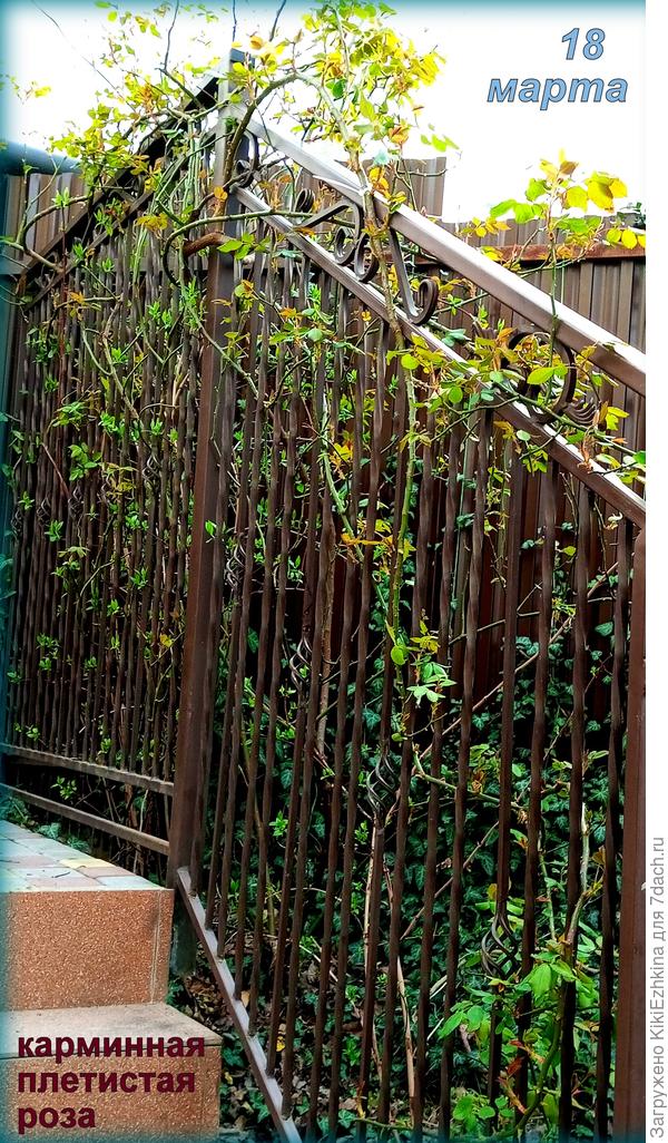 Вот  зафиксировала на фото момент обработки : 18 марта... Для наших краёв  даже  поздновато! - надо было бы  недели на две пораньше  обрызгать от  плесеней!