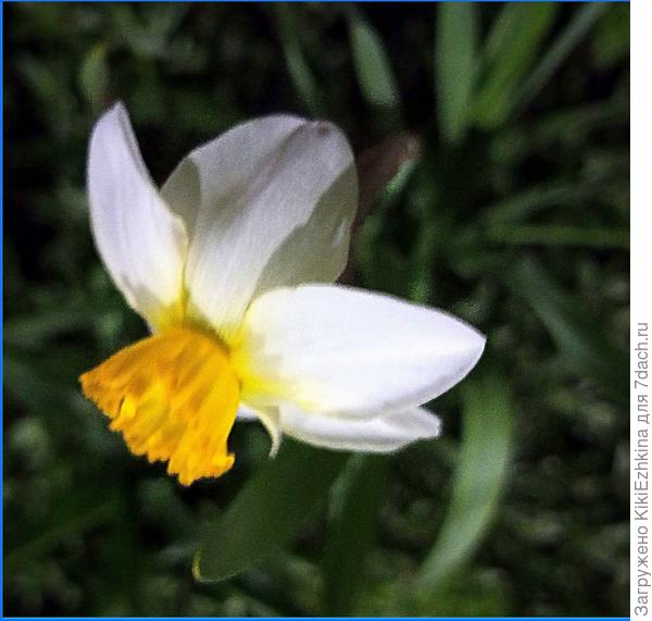 У соседей  и  розы, и ландыши, и васильки,  и айва японская! - а у  меня  только Нарциссы  :)