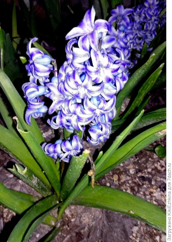 Жаль,  что фото  и половины  не передаёт настоящего  состояния  цветка!