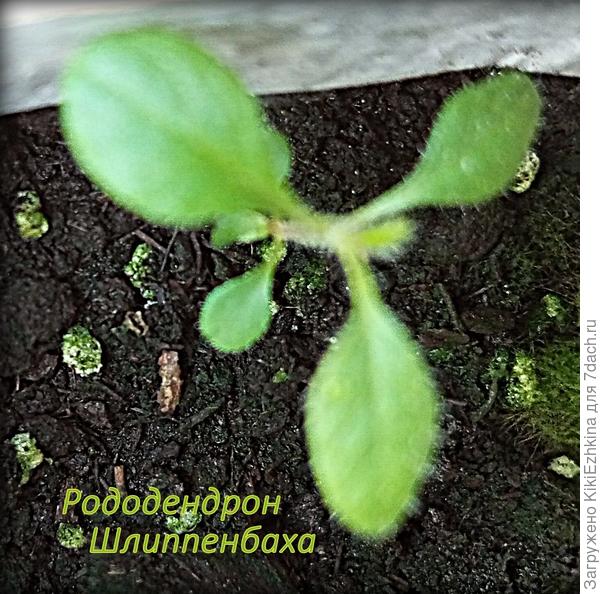 Вот такие  махнатенькие    росточки...