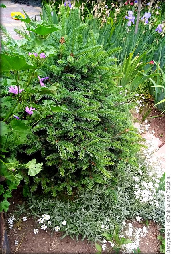 Была ёлочка обычная, а  стала  толстенькая...  Обратите  внимание на веточки- как она  разрослась в разные стороны  от точки ожога...