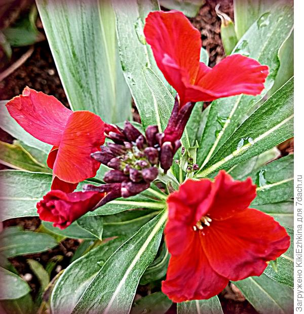 Ну  никак не передаёт моя камера всей  прелести этих бархатных лепестков! Должно быть по цвету: очень тёмно-бордовый бархатный тон!