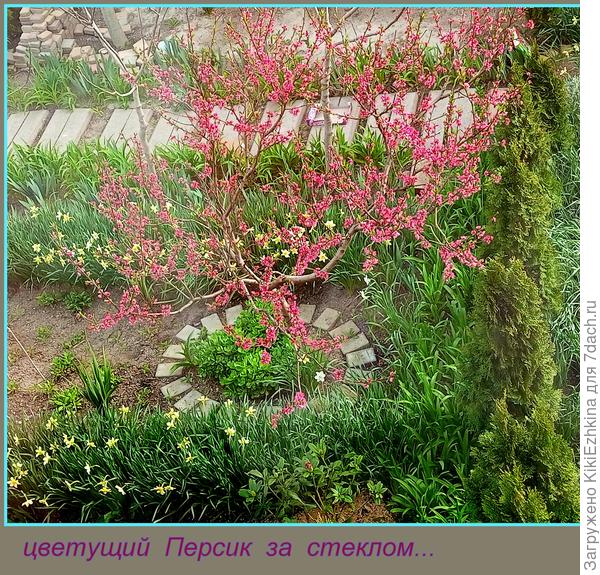 А  Персики просто невозможно не  фотографировать!  При виде такой   красоты руки сами  тянутся к фотоаппарату!