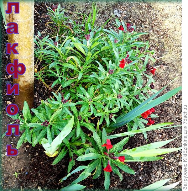 Только набрал кустик  бутоны, а я от него уже в полном  восторге!