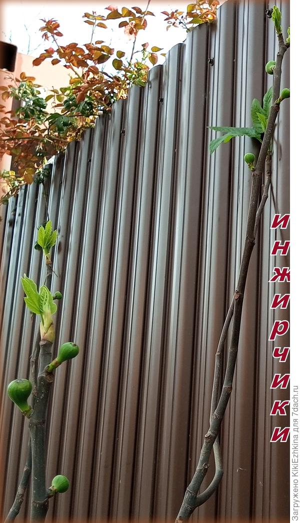 2 апреля- а на Фиге уже будущий  урожай!