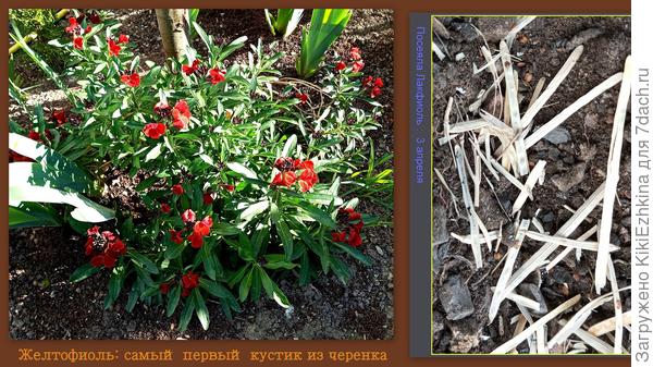 Посеяла Лакфиоль с надеждой, что  осенние  посевы  хорошо взошли и за зиму  прекрасно адаптировались и подросли (правда их там  кто-то украл!), надеюсь и весенние   так же  проклюнутся...