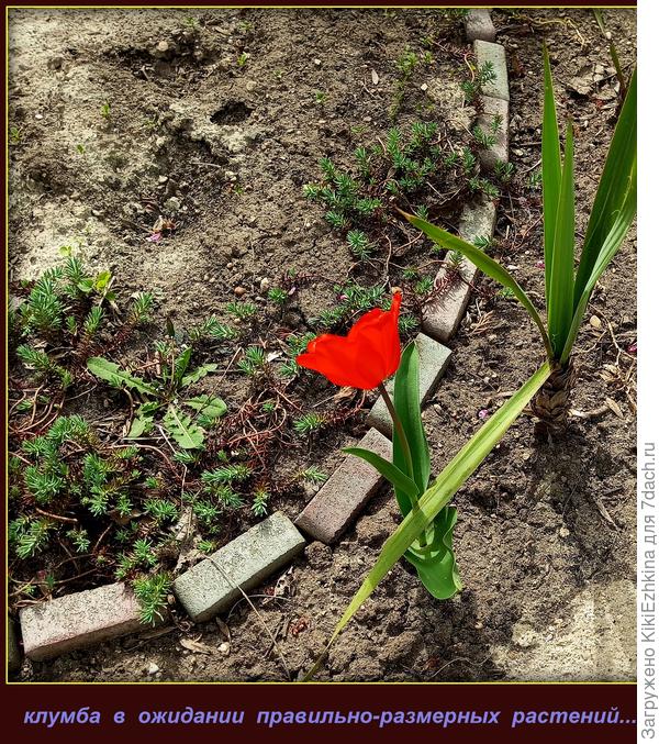 мой "большой индийский огурец"