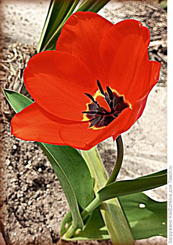 Даже и не  знаю откуда на этом  месте взялся этот одиночка, однако- вот он, красавчик: нарисовался -не  сотрёшь!