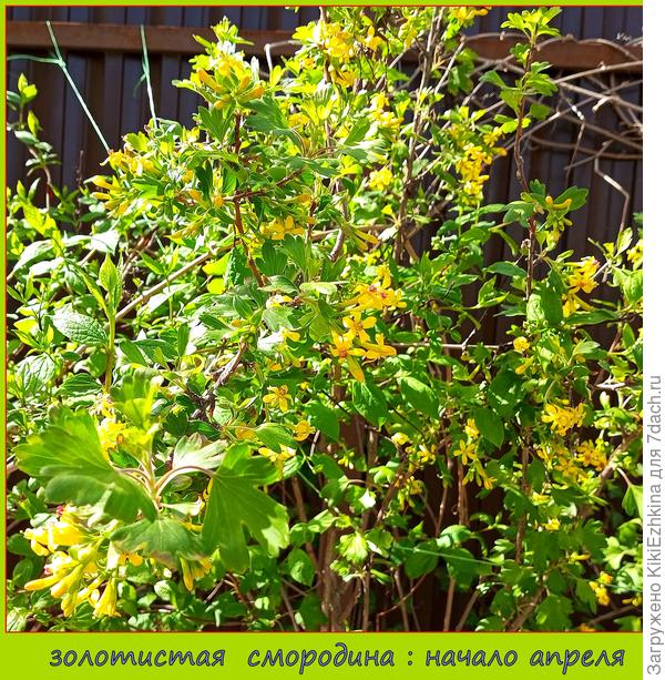 Ягоды детвора понемногу пощипывает, а так- не собираем... Посадила ради декора...