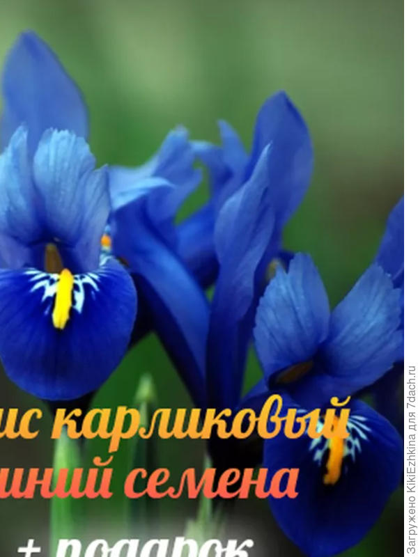 Ирис карликовый  (семена)
