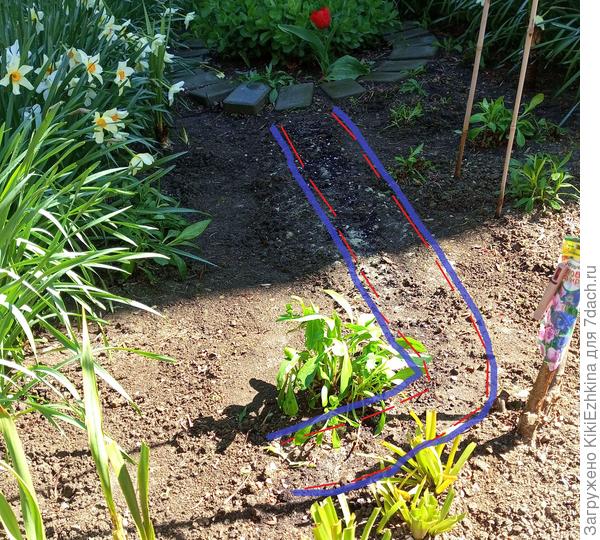 Вот в этой  полоске сделала ложбинку, добавила песка,  перемешала   его с грунтом,   в серединку подсыпала полоску цветочного грунта, смесь семян с  песком  посеяла по   середине   вдоль этой  полоски. Полила  водой  через распылитель.