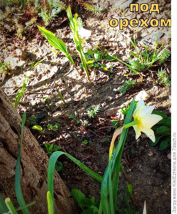 Посадила  росточки как водится рядочком...  Несколько штук  взошли уже...  Будут ли цвести?