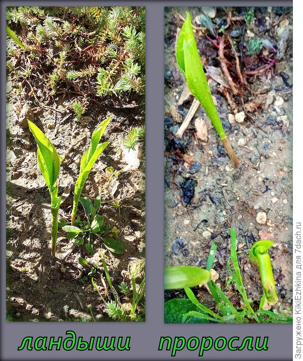 Ландыши  высажены  у меня в 4 разных местечках, однако  проклюнулись пока что только в одном!