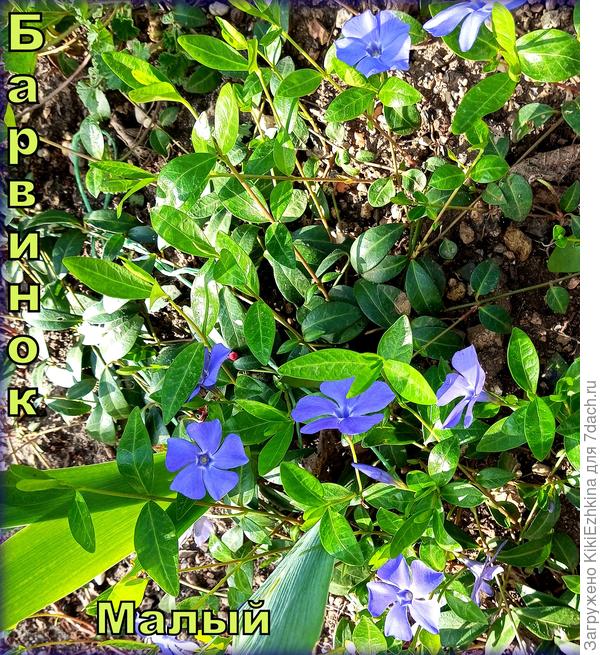 И те и другие хороши, только Большие крупнее и пышнее смотрятся...