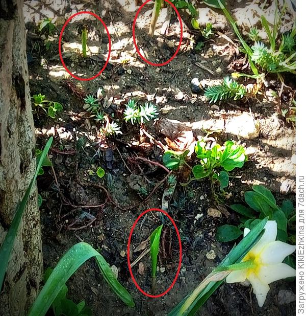 Надеюсь хоть эти росточки  дадут  цветочки...  Чем бы  их подкормить, чтобы и подросли  и процвели?