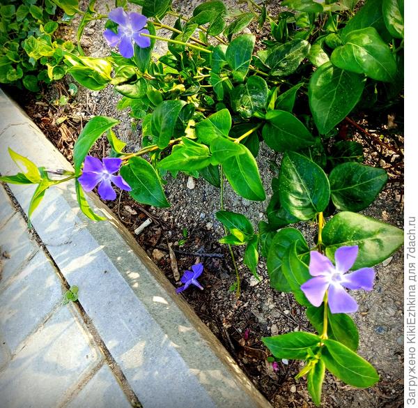 Этот Барвинок Большой рос в кушарах под старыми дичками вишни и совершенно не цвёл в темноте и загущении... Сухостой повыломала и повырубила , кустики проредила и в этом сезоне- первое цветение!