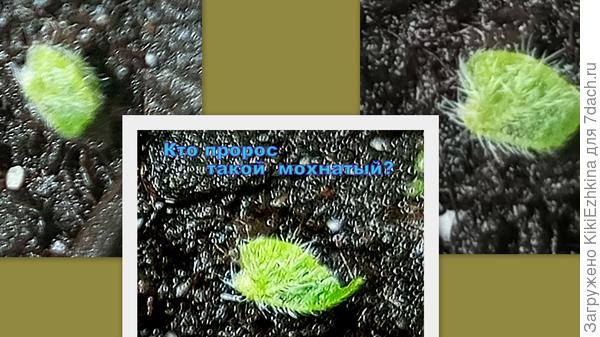 А это   вообще  не  понятно- кто такие? Может ли быть Бадан опушённым?