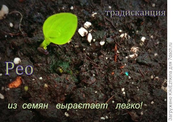 Ростки Рео  в  горшочке смотрятся  эффектно, несмотря на их молодость...