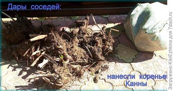 Это ,конечно, не сортовые Клематисы, но  надеюсь цвести будут...