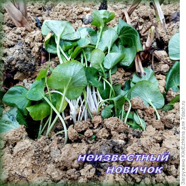 Название этого растения  хотелось бы  узнать: цветёт маленьким жёлтым цветочком...