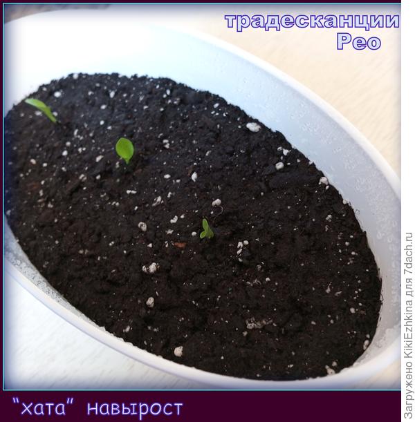 Первая  группа  "вполосатыхкупальниках"  уже  "плывёт"  по волнам в своё блестящее будущее!