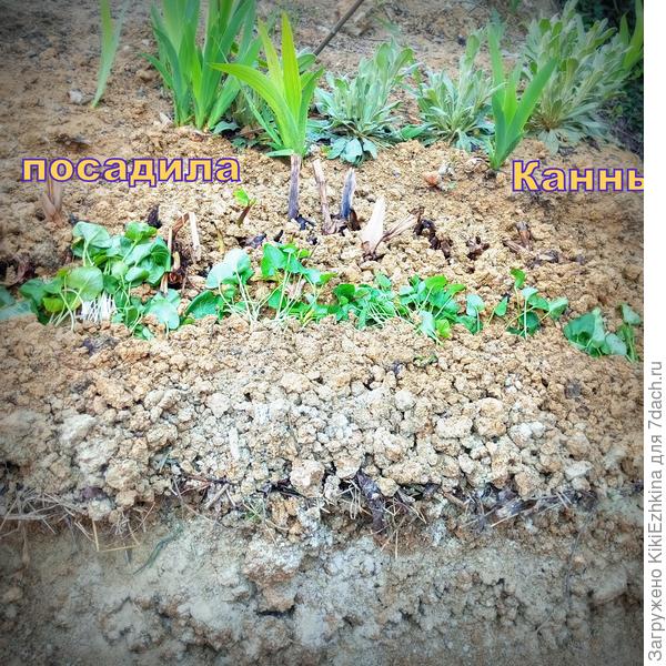 Долго готовила место под посадку, потом  рядком высадила Канны...