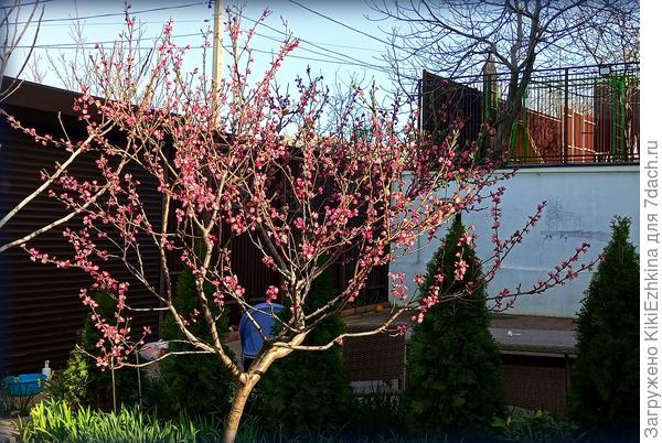 А мои молодые  персики уже  отцветают... Обожаю их в цвету!
