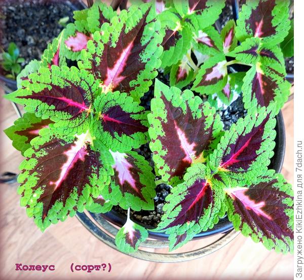 Похож  сорт на  ваши?