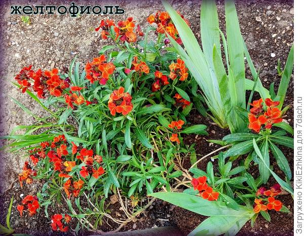 этот  маточный  кустик цветёт с рыжинкой, а вот его черенок (двухлетка)  цветёт бордовым  цветом!