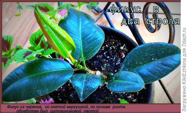 Я решила  вырастить  Фикус   шире,  чем в одну  палку... Пока   будет расти в два  ствола, а там посмотрю- как его  формировать дальше...  Тоже  болеет - надо всячески лечить систематически!