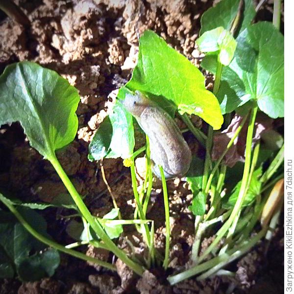 Только день назад высадила новые растения  на своё "Зазаборье" - как  тут  как тут  на них напали  Слизни!