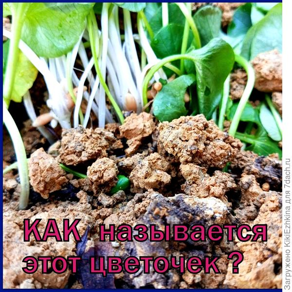 Неизвестный  мне цветочек   с корневой  системой в виде  клубней размером с  пшеничное зерно...