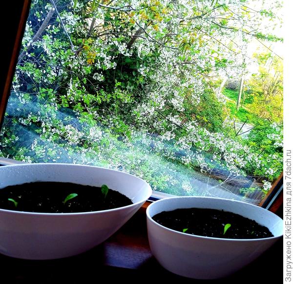 За моим окном цветёт Вишня, на подоконнике Традисканция Рео  подрастает, а в вохдухе- периодически воздушная  тревога... Надеемся  всё  обойдётся!