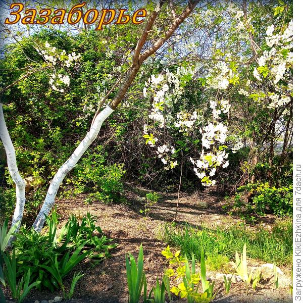 пышно-цветущие  вишни  красавицы! Фото не передаёт всей  полноты этой картины!  Она  абсолютно невероятная! Огромная  и необъятная!