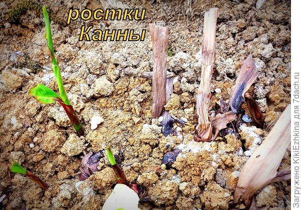 А эти корневища высадила на неделю раньше - сегодня уже вытянулись ростки...