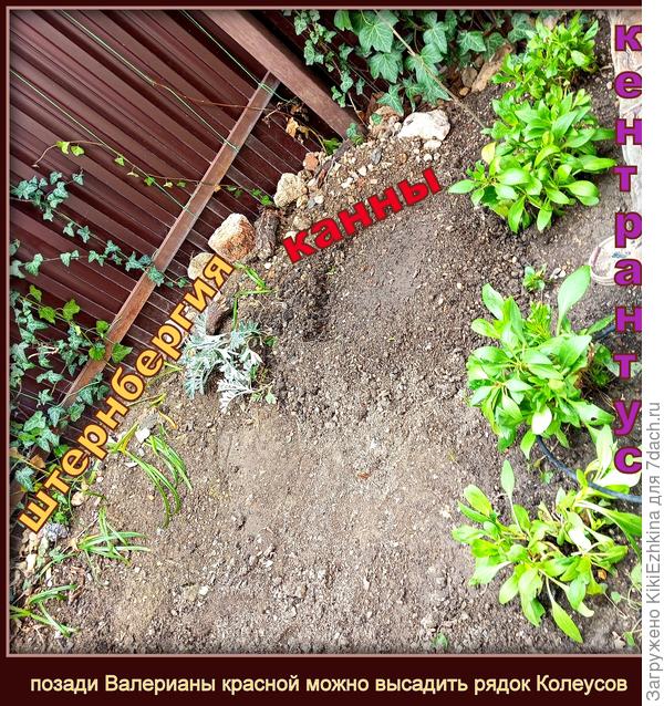 На этом месте  раньше Колеусы никогда не высаживались- можно попробовать новое цветовое сочетание...
