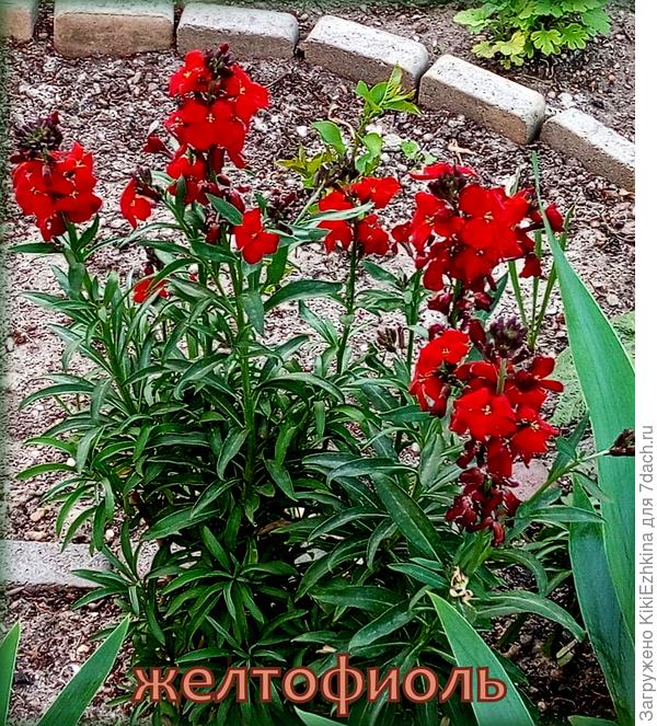 Этот  второгодка  восхищает меня  своим колером!